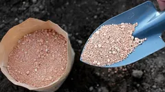 Bahçıvanlardan İpuçları: Bu Doğal Toz Zararlılardan Kurtarır ve Toprağı Bitkiler İçin İdeal Hâle Getirir