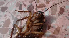 Hamam Böcekleriyle Mücadelede Başarısız mı Oluyorsunuz? Uzmanlardan Kolay Kurtulma Yöntemleri