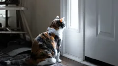 Kedinizin Eve Döndüğünüzü Nasıl Anladığı — Kedinizin Altıncı Hissi Üzerine Bilim