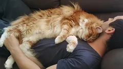 Kediniz Üzerinizde Uyuyorsa Sebebi Sevgi Değil: Gerçek Neden Deneyimli Sahipleri Bile Şaşırtacak